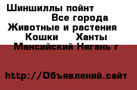 Шиншиллы пойнт ns1133,ny1133. - Все города Животные и растения » Кошки   . Ханты-Мансийский,Нягань г.